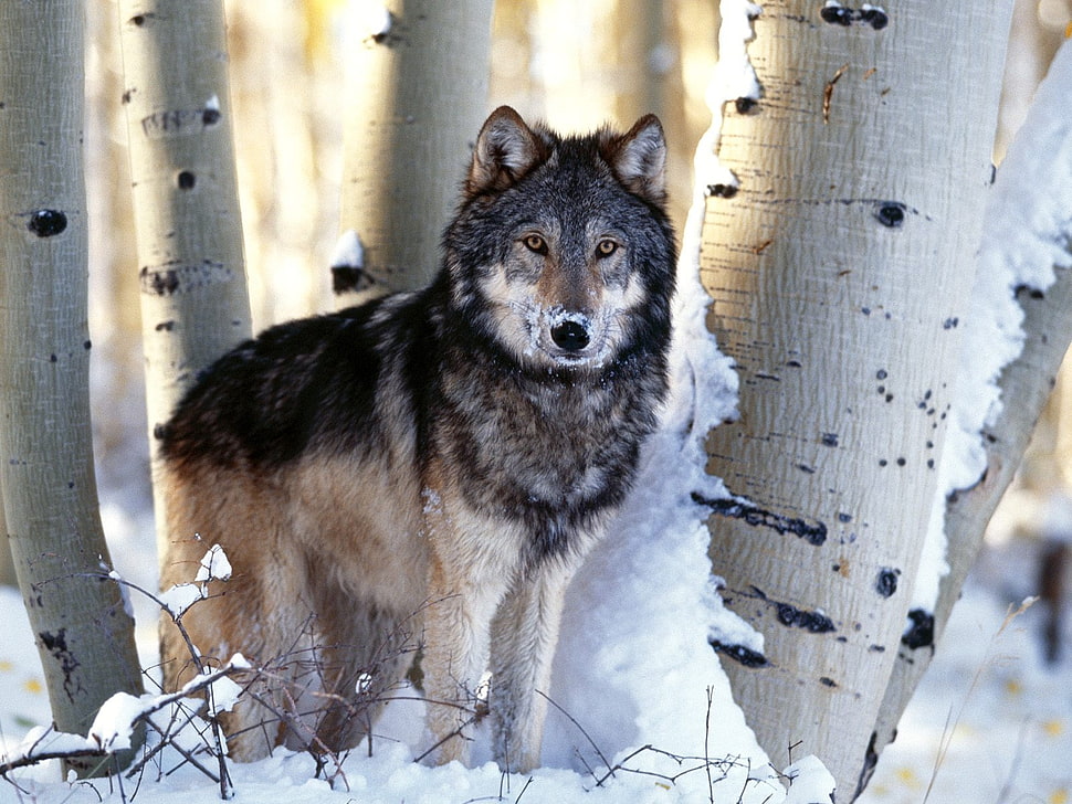 gray wolf with snow covered tree HD wallpaper