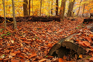 yellow trees and dried maple leaves, beartown HD wallpaper