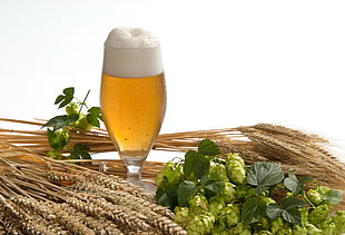 beer in glass and malts digital wallpaper