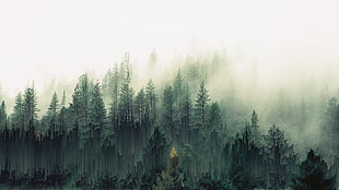fog green leaf trees, forest, trees, mist, pixel sorting HD wallpaper