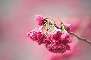 selective focus photography of pink petaled flowers