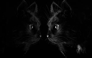 bombay cat, dark, black, cat, reflection HD wallpaper