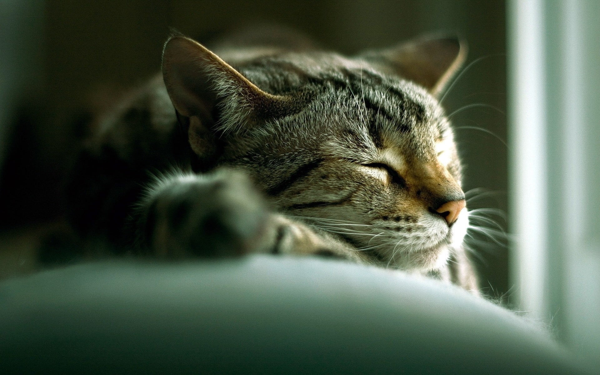 Photo Of Sleeping Brown Tabby Cat Hd Wallpaper Wallpaper Flare
