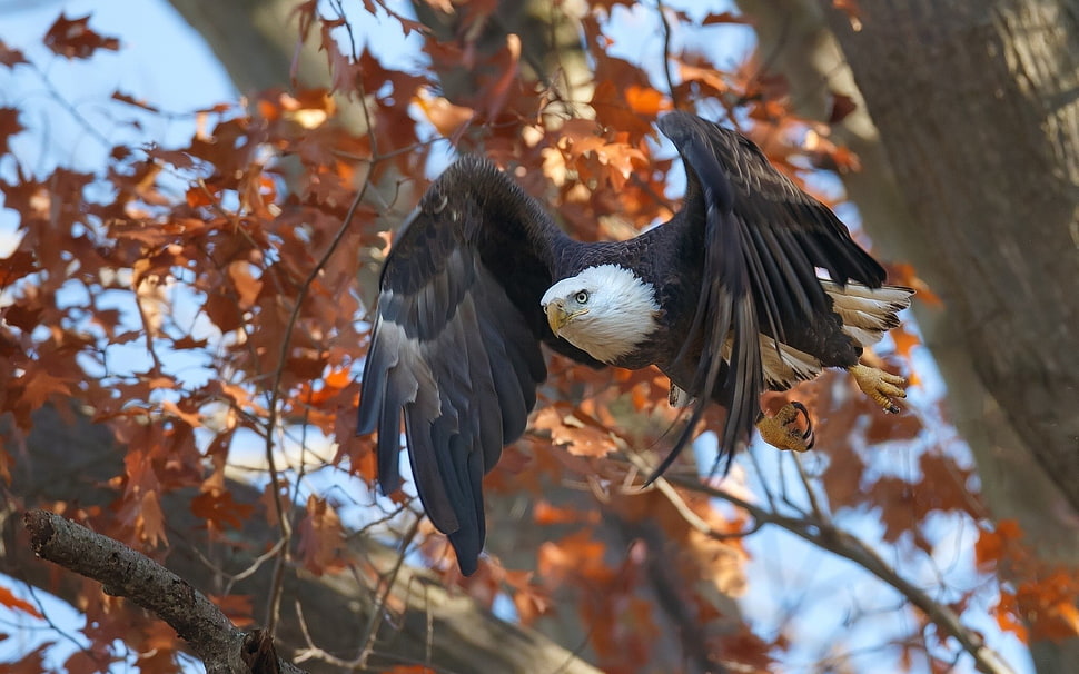 bald eagle flies on tree photography HD wallpaper