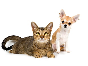 brown tabby cat and fawn Chihuahua puppy HD wallpaper