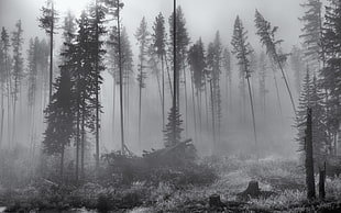 green leafed trees, landscape, nature, forest, mist