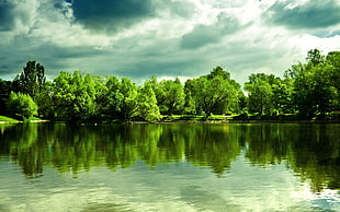 body of water in front of forest field