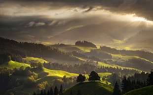 green leafed trees, Switzerland, landscape, forest, mist