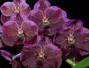 purple orchid HD wallpaper