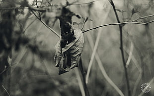 grayscale photo of brown dry leaf on plant stem