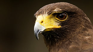 brown pigeon, eagle, birds, animals HD wallpaper
