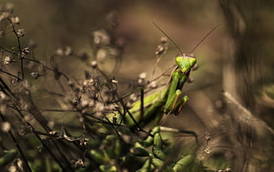 selective focus photography of praying mantis HD wallpaper