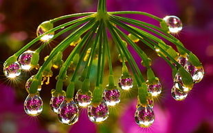 shallow focus photography of water drops HD wallpaper