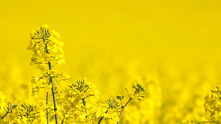 Yellow, field, untitled, Raps