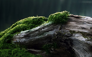 green moss, photography, moss, nature HD wallpaper
