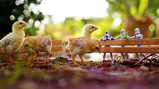 chickens, birds, stormtrooper, fence HD wallpaper