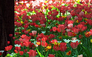 red tulip lot HD wallpaper