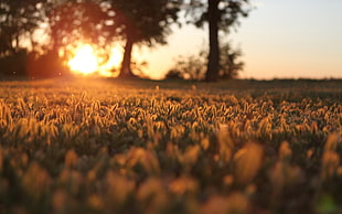 green leafed trees, nature, sunset, landscape, sunlight