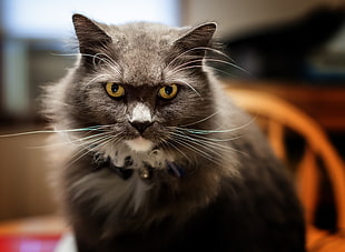 black short coated cat