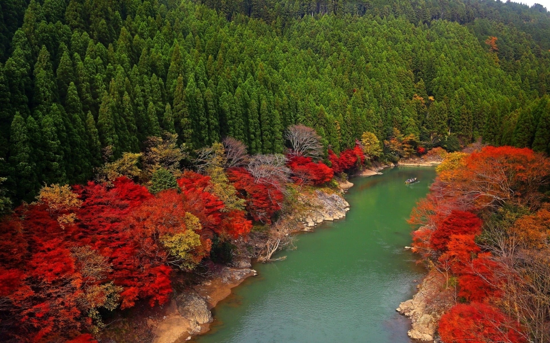 photography of autumn tree near on river during daytime