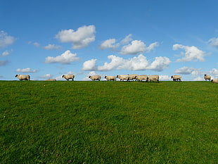 photo of group of sheep in grass field HD wallpaper