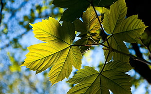 shallow focus photography of green leaves