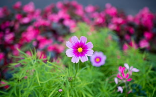 selective focus photography of pink petaled flower, flowers, macro, pink, Cosmos (flower) HD wallpaper