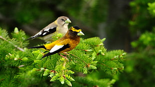 two assorted color bird in tree branches HD wallpaper