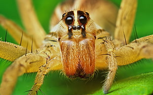 macro photography of lynx spider