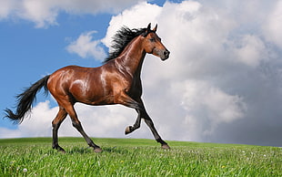 brown stallion on grass field under white clouds HD wallpaper