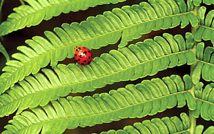 red and black ladybug on green leaves HD wallpaper
