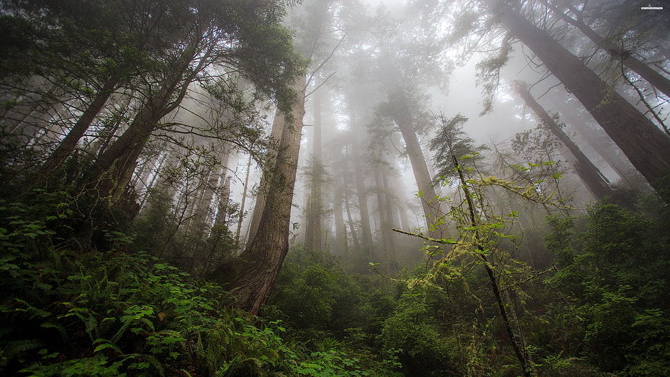 worm's eye photography of pine trees HD wallpaper