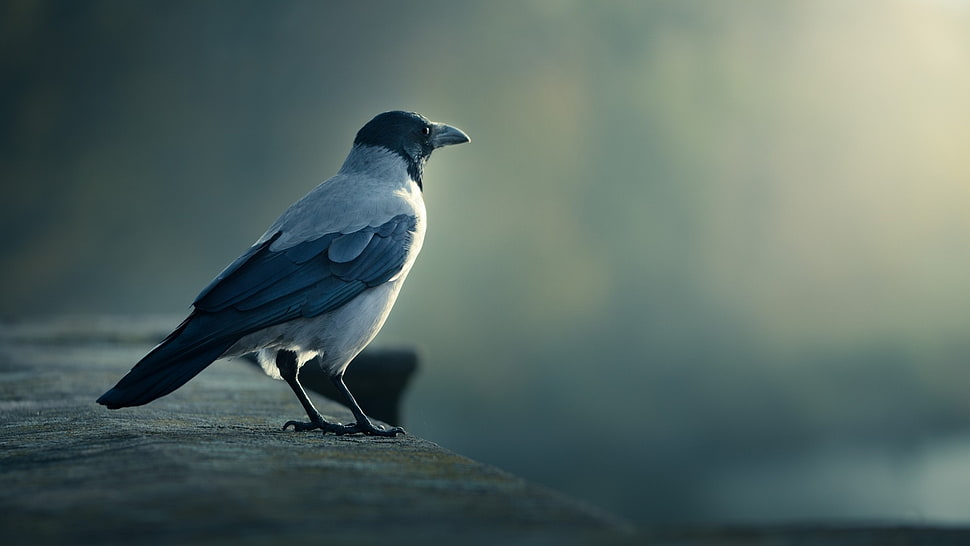 white and gray bird, animals, birds, European magpie, crow HD wallpaper