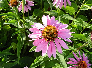 closeup photo of pink petaled flower plant