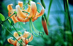 macro shot of yellow and orange flower