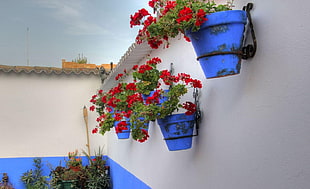 red Bougainvillea flowers on pots HD wallpaper