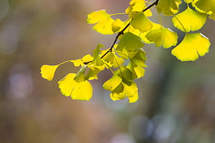 yellow flowers, flowers, nature, macro, colorful