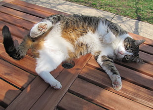 orange and gray tabby cat