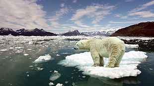 polar bear on ice during daytime HD wallpaper
