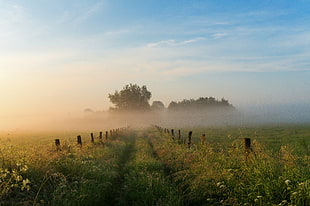 landscape photo of clear grass field with trees HD wallpaper