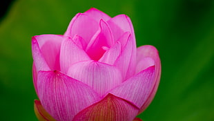 macro photography of pink flower