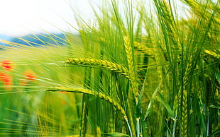 selective focus photo of rice field HD wallpaper