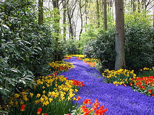 Lavender path with Daffodils and Tulips surrounded by trees HD wallpaper