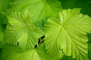 closeup photo of green leaf plant HD wallpaper