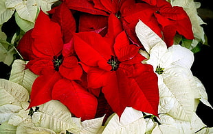 white and red petal flower HD wallpaper