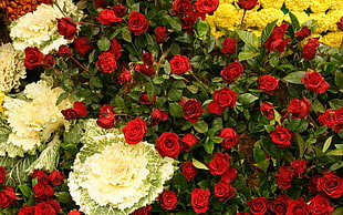 red roses with green leaves