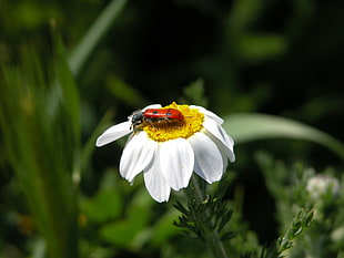 red bug on white flower macro photo frame HD wallpaper