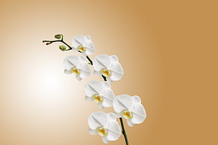 white Moth Orchids on brown background HD wallpaper