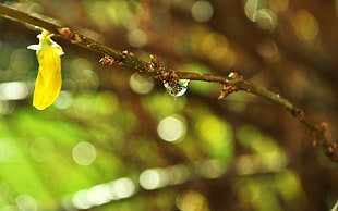 close-up of branch with waterdrop dew photography HD wallpaper