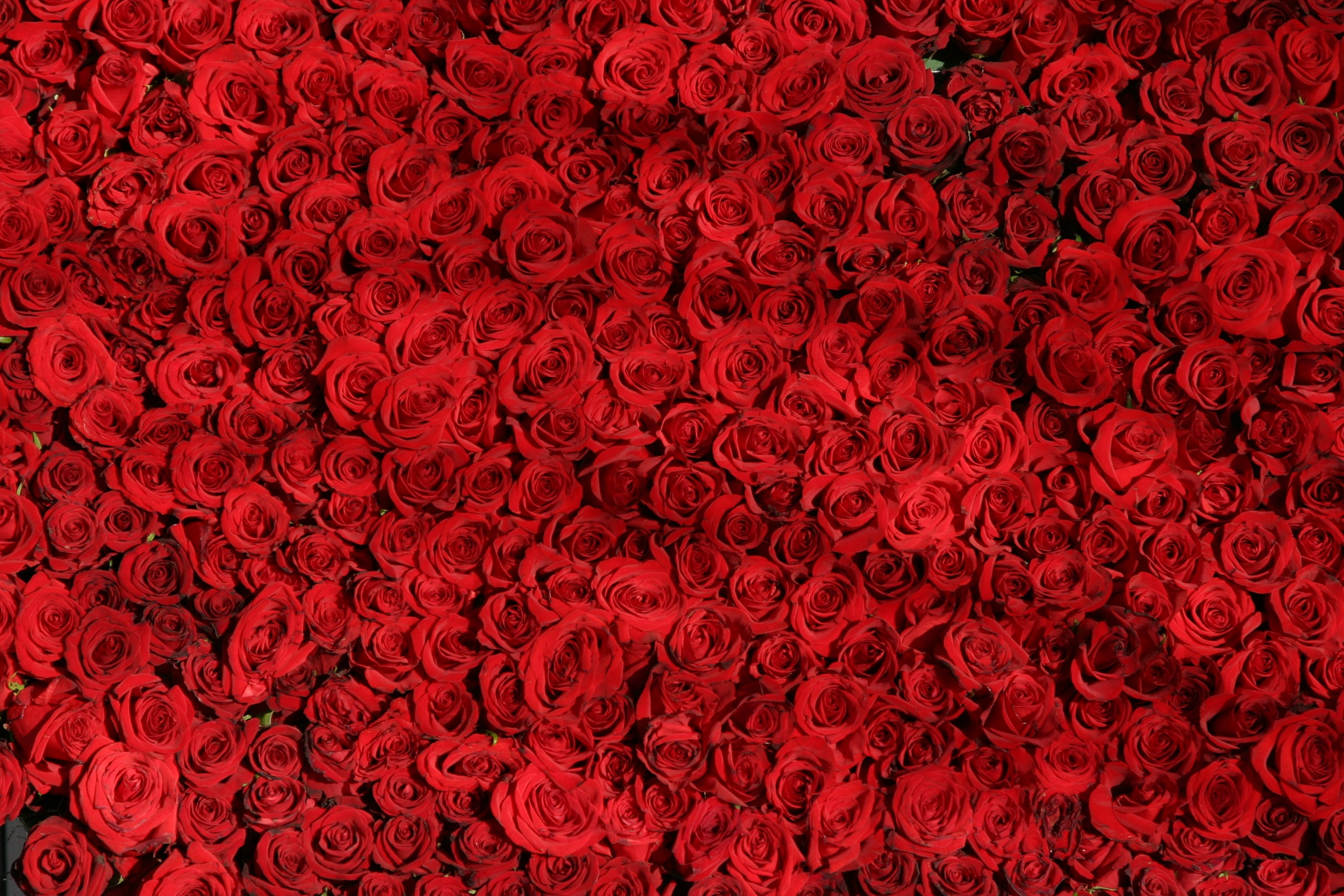 Red roses HD wallpaper | Wallpaper Flare